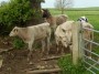 These calves scared us coming round the corner! These calves scared us coming round the corner!