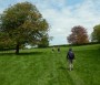 Glorious spring trees Glorious spring trees