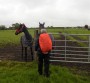 Skittish young horses Skittish young horses