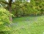 More bluebells More bluebells