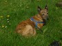 Alf has a rest Alf has a rest