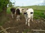 Calves that just appeared!