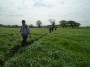 Hay fields Hay fields