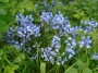 Beautiful bluebells Beautiful bluebells