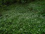 Wild garlic Wild garlic