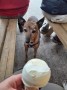 Alf is after ice cream Alf is after ice cream