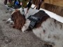 Luna has a rest Luna has a rest