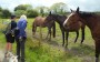 More horses to admire More horses to admire