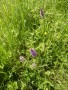 Orchids by the Irwell Orchids by the Irwell