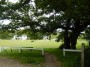 Cricket at White Coppice Cricket at White Coppice