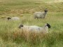 Holcombe sheep Holcombe sheep
