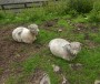 Strange sheep Strange sheep