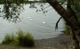 Swans at Pennington flash Swans at Pennington flash