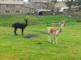 Llama to you too Llama to you too