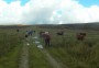 Moo ve over please Moo ve over please
