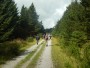 Forest track Forest track