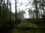 Loads of trees down in the woods Loads of trees down in the woods