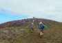 The heather is out The heather is out