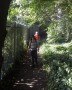 Through the wood Through the wood