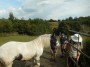 This horse actually got through the gate! This horse actually got through the gate!