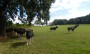 Field of cattle