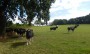Field of cattle Field of cattle
