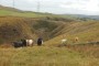 Lots of cattle high on the moors Lots of cattle high on the moors