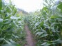 Cornfield Cornfield