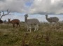 Trio of Llamas Trio of Llamas