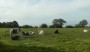 Horses a chilling Horses a chilling