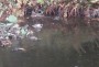 Ducklings in November! Ducklings in November!