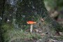 Mushroom for tea? Mushroom for tea?