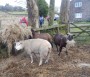 Feeding time for these sheep Feeding time for these sheep