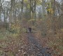 In the woods In the woods
