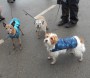 Pooch trio, Alf, Poppy and Lola Pooch trio, Alf, Poppy and Lola