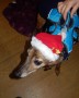 Alf in festive hat Alf in festive hat
