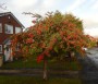 Lovely berries on this tree Lovely berries on this tree