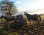 Horses enjoy their hay Horses enjoy their hay