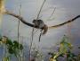 Cheeky squirrel Cheeky squirrel