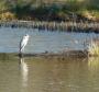 Heron - was it Oscar? Heron - was it Oscar?