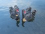 Black swans at Hall Fold Black swans at Hall Fold
