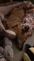 Alf in the evening, a tired pooch Alf in the evening, a tired pooch