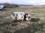 Lots of bacon there! Lots of bacon there!