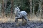 Seeing Unicorns on an East Lancs walk Seeing Unicorns on an East Lancs walk