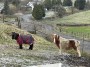 Hardy horses Hardy horses