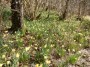 Lovely daffodils Lovely daffodils
