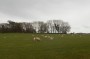 Spring lambs Spring lambs
