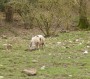 Old Gloucestershire Spot pig Old Gloucestershire Spot pig