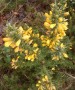 Gorse in bloom Gorse in bloom
