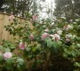 Camellia's out too Camellia's out too